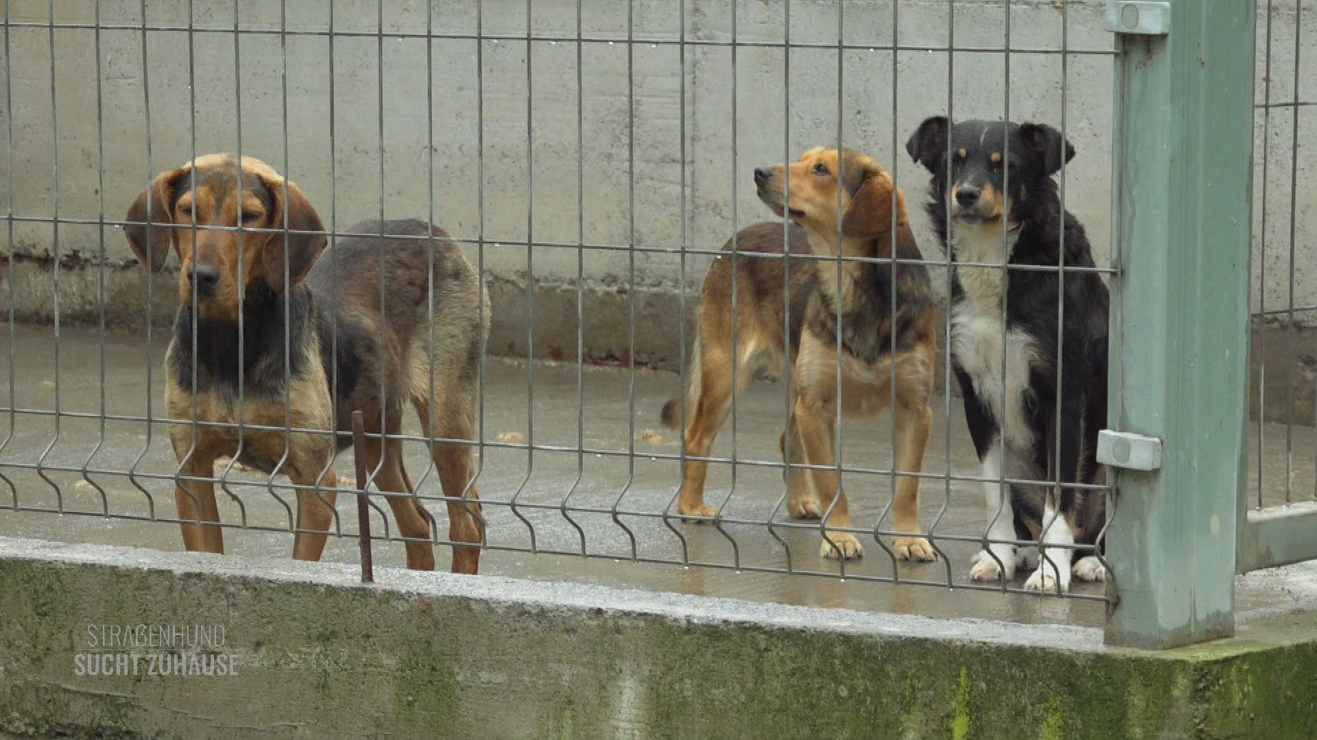 Fellkinder in Not in Kroatien