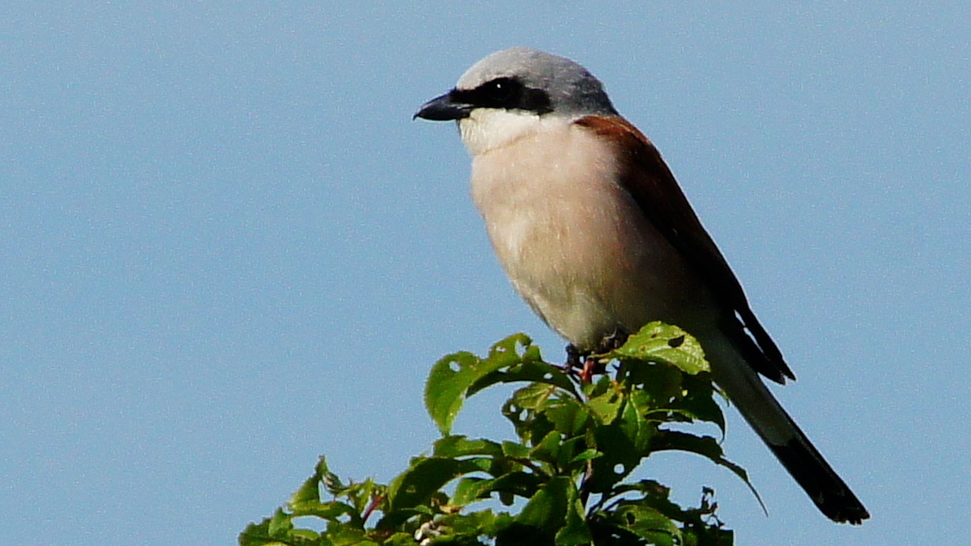 Trendhobby „Birding“