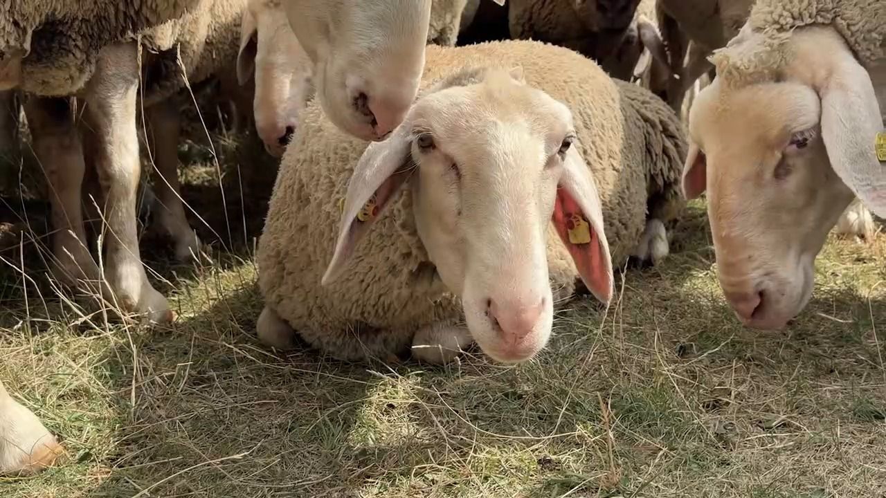 Nei g’schaut - zu Gast in Franken: Mit Schafen und Schäfer durchs Altmühltal