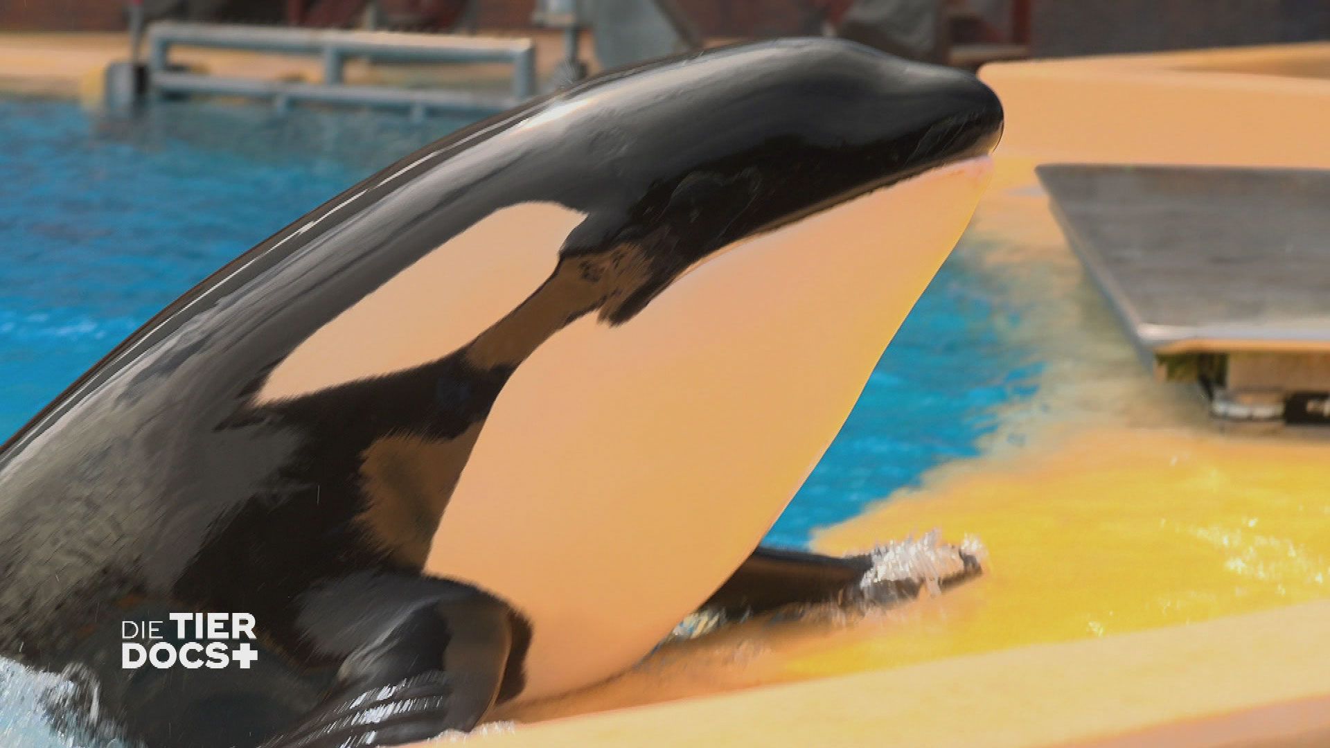 Routine-Untersuchung bei einer geretteten Orca-Mama