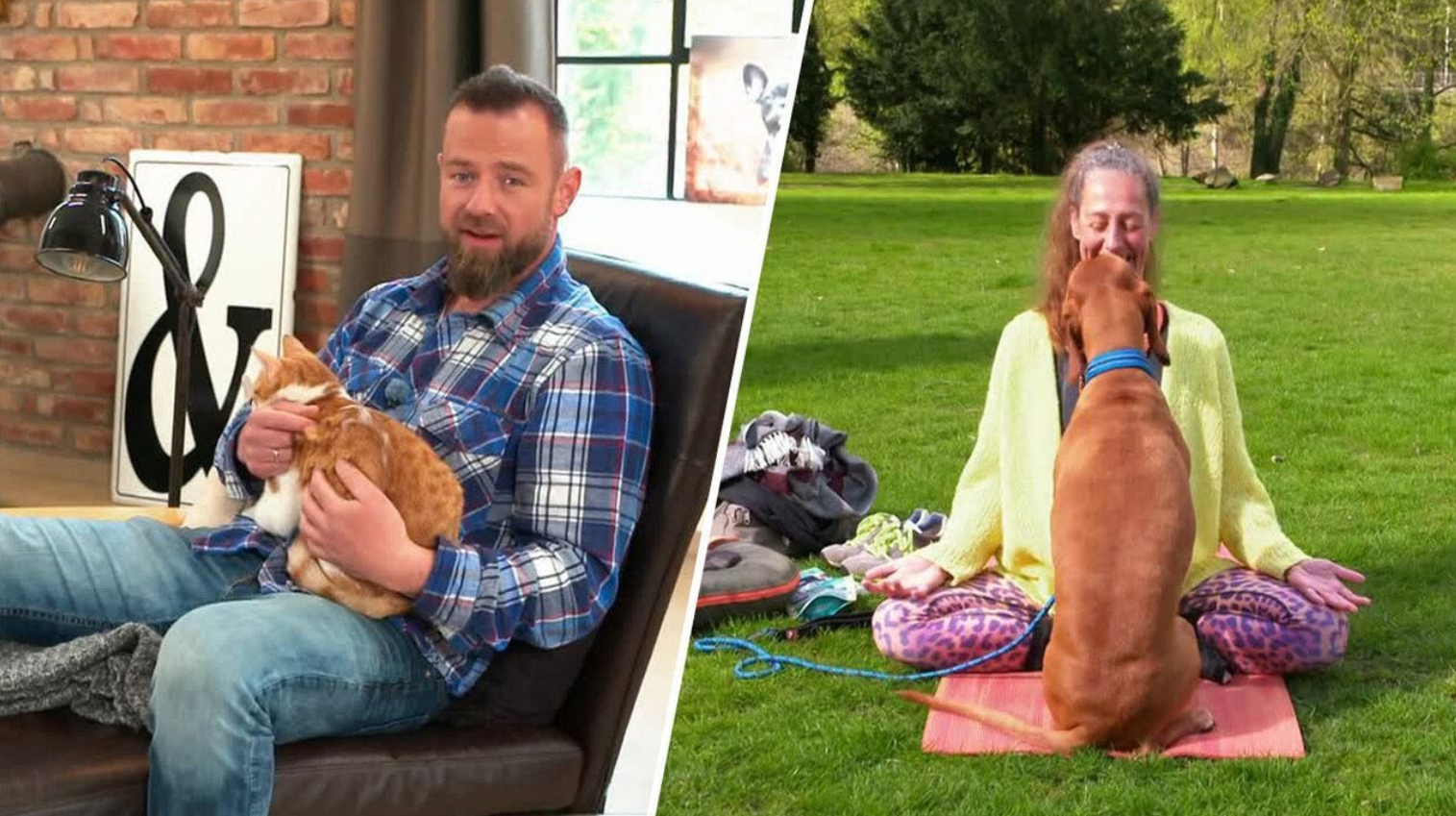 Hunde-Yoga und Katzenbegegnungen