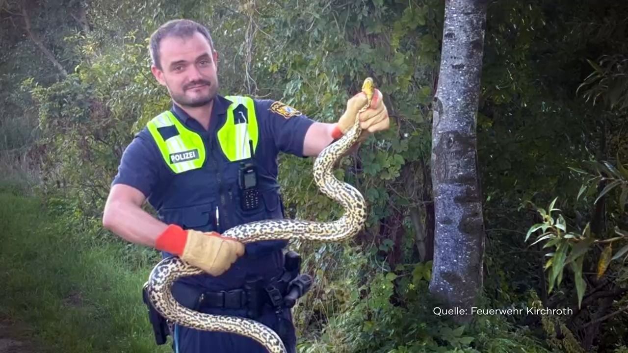 Exotischer Fund in Niederbayern: Zwei Meter lange Anakonda eingefangen