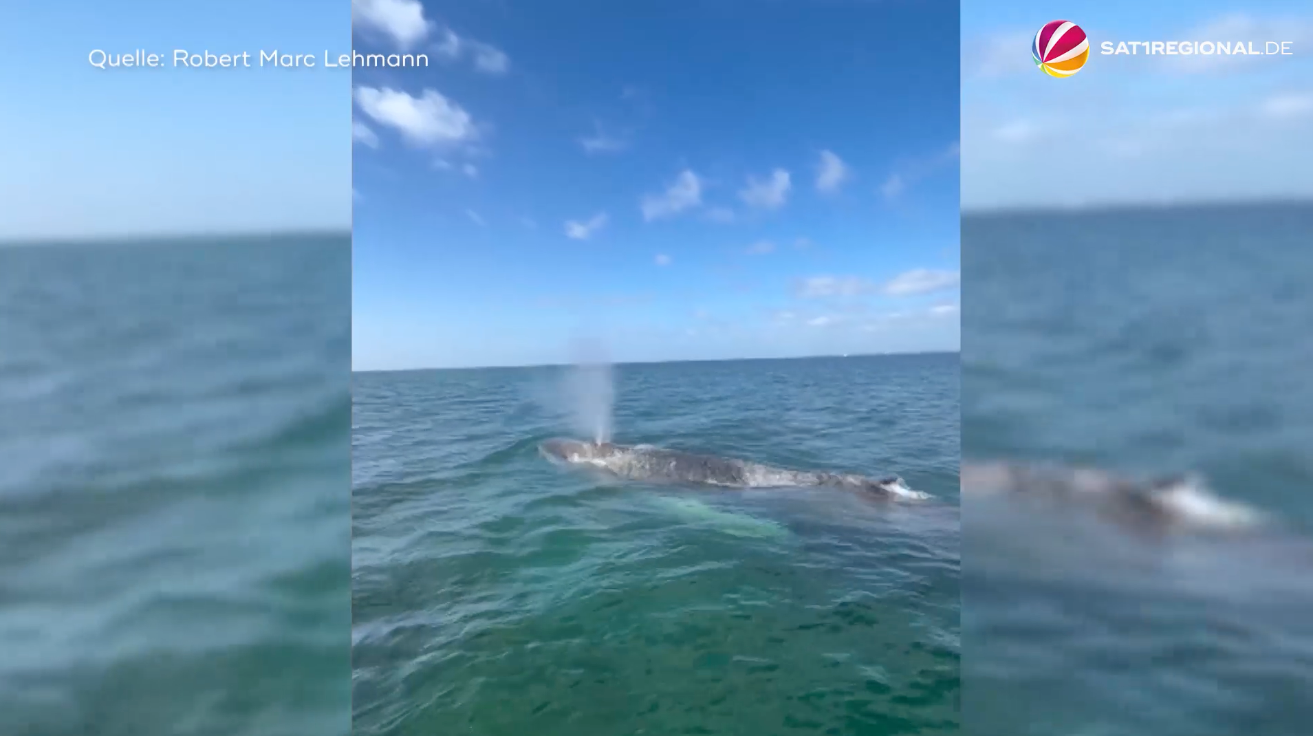 Gestrandeter Buckelwal befreit sich von Sandbank und schwimmt in der Ostsee