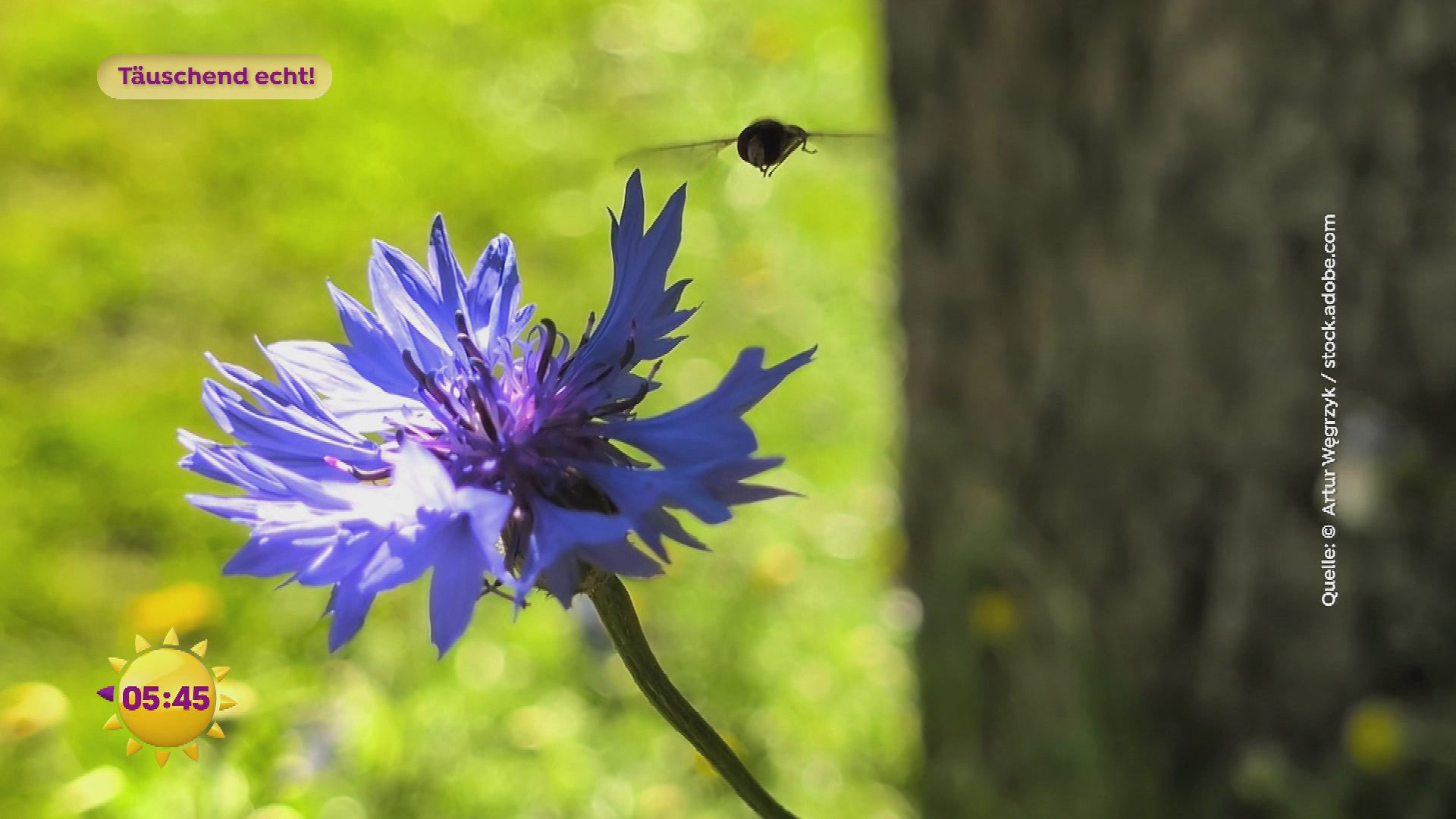 Tiergeschichten Schwebfliegen