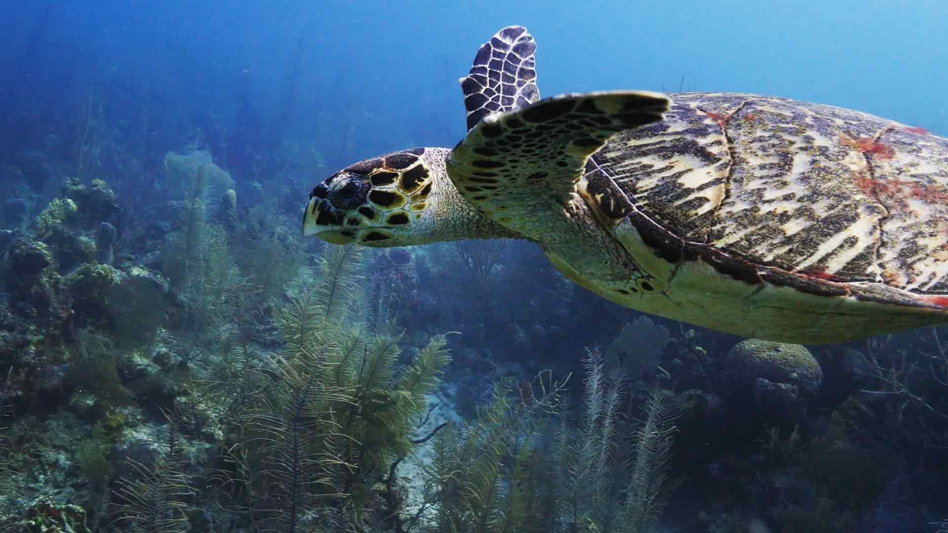 Der Bonaire National Marine Park