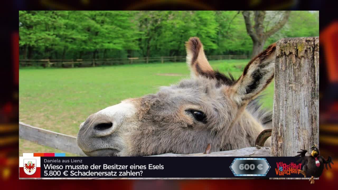 Wieso musste der Besitzer eines Esels 5.800 Euro Schadenersatz zahlen?