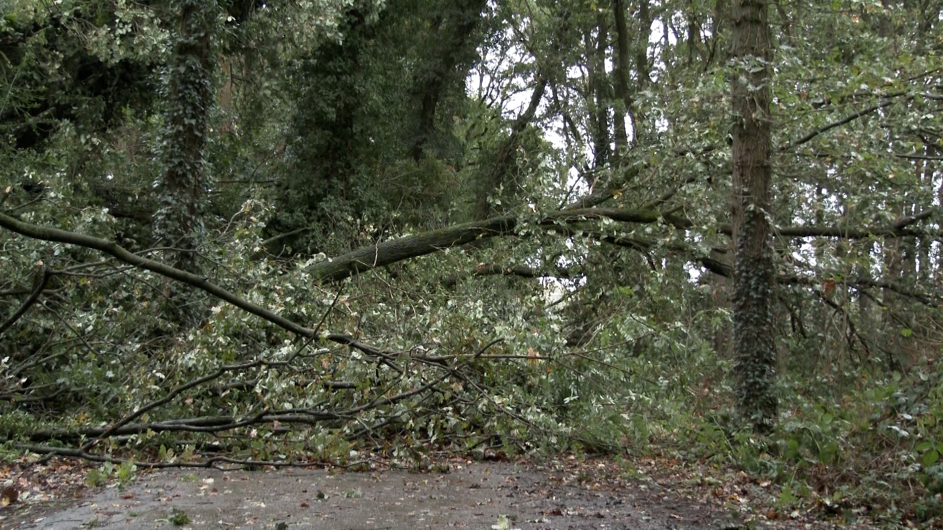 Sturm bis 100 km/h: Sturmtiefs über NRW am Wochenende