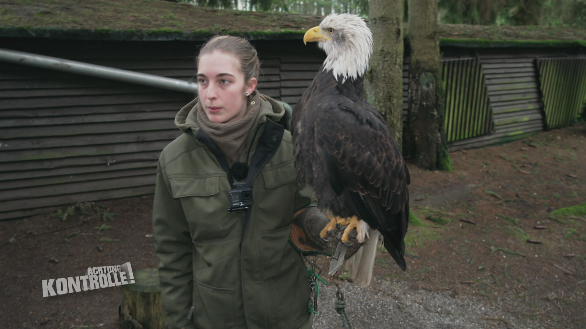 Thema u. a.: Adler Flugtraining - Greifvogelstation Hellenthal