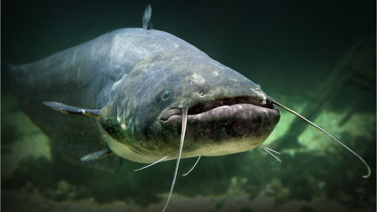 Gardasee kämpft gegen 2-Meter-Raubfisch