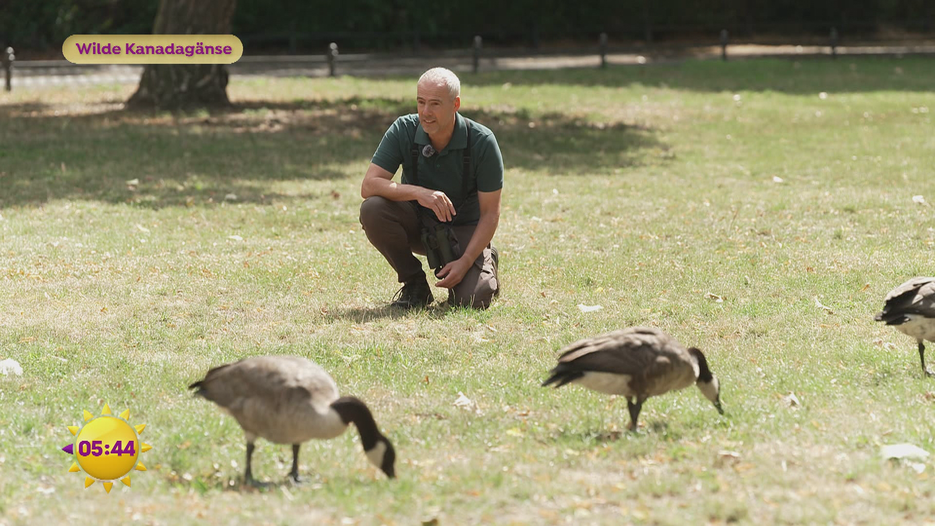Tiergeschichten Kanadagänse