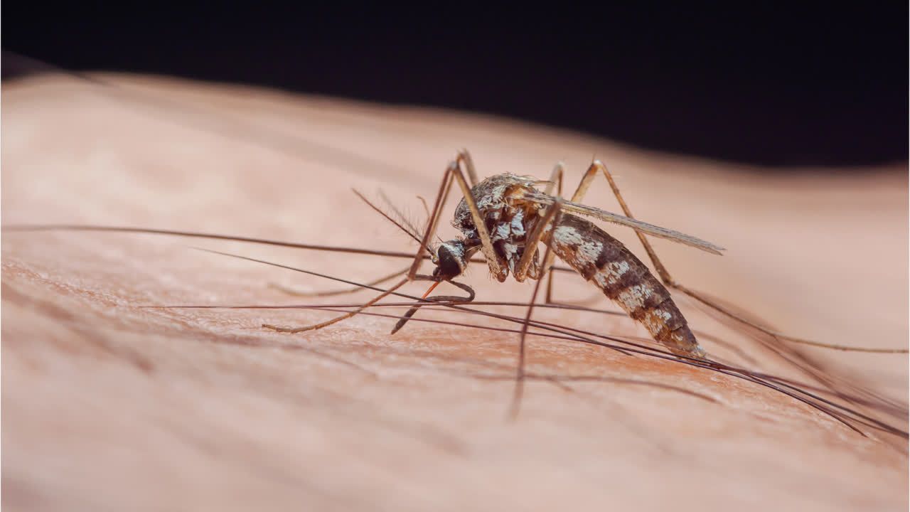 WHO: Malaria könnte besiegt werden