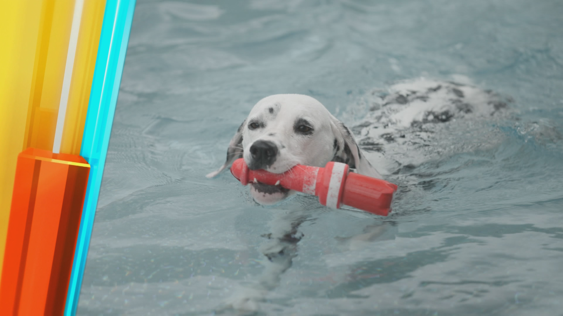 Badespaß für Vierbeiner: Das traditionelle Hundebaden in Köln