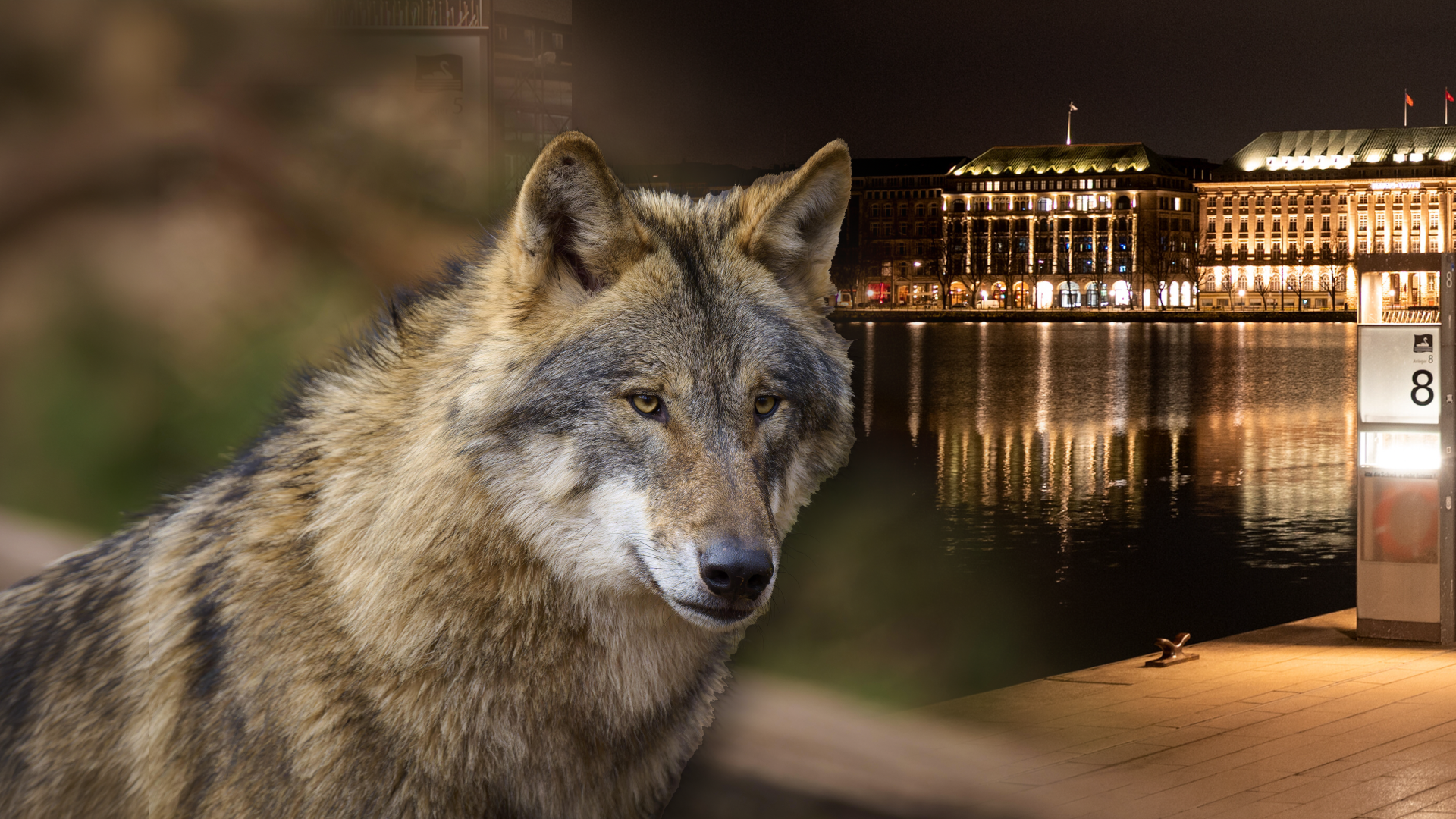 Wolf beißt Frau mitten in Hamburg