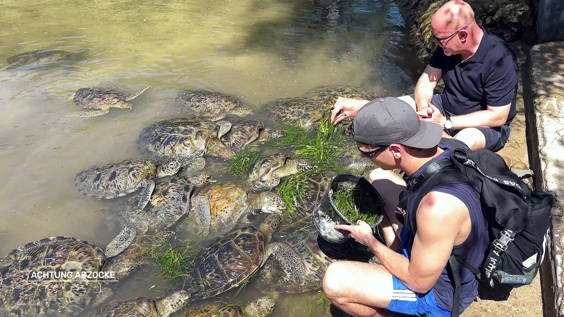 Traurige Abzocke statt Tierschutz: Bali und die missbrauchten Schildkröten