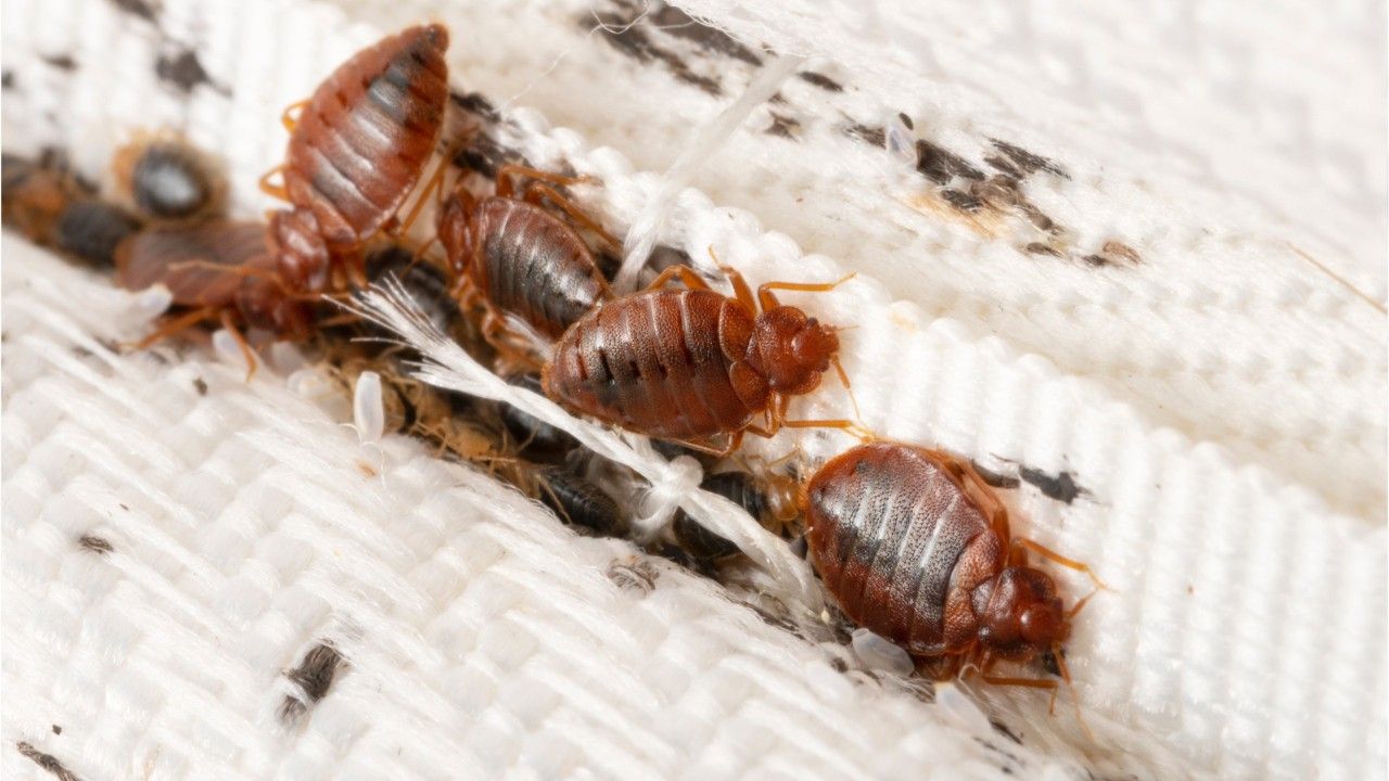 Bettwanzen bekämpfen: So wirst du die Parasiten los