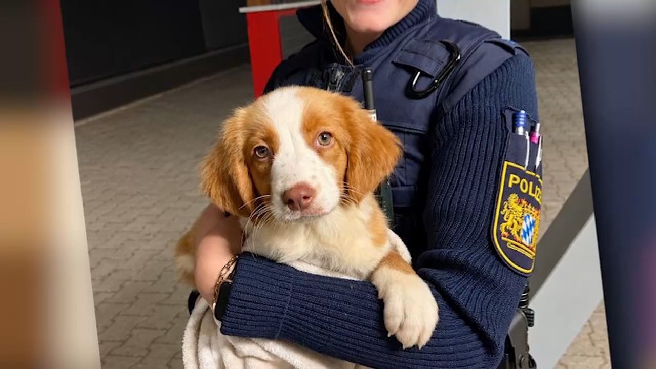 Wem gehört dieser Welpe? Rätselhafter Fund in Neunburg vorm Wald