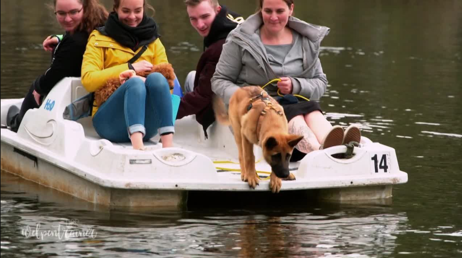Die Welpen beweisen Mut zum Wasser
