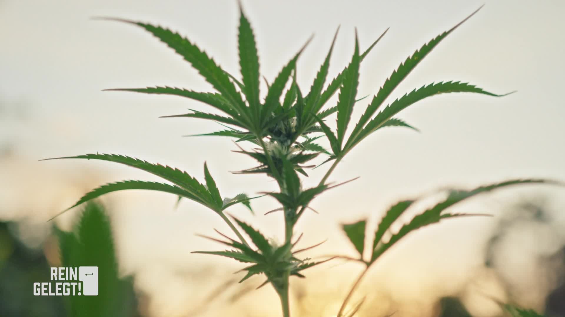 Staffel 02 Folge 06: Die Cannabis-Falle/Whatsapp-Betrug