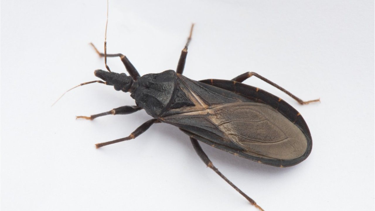 Chagas-Krankheit: Warnung vor "Kusswanzen" in den USA