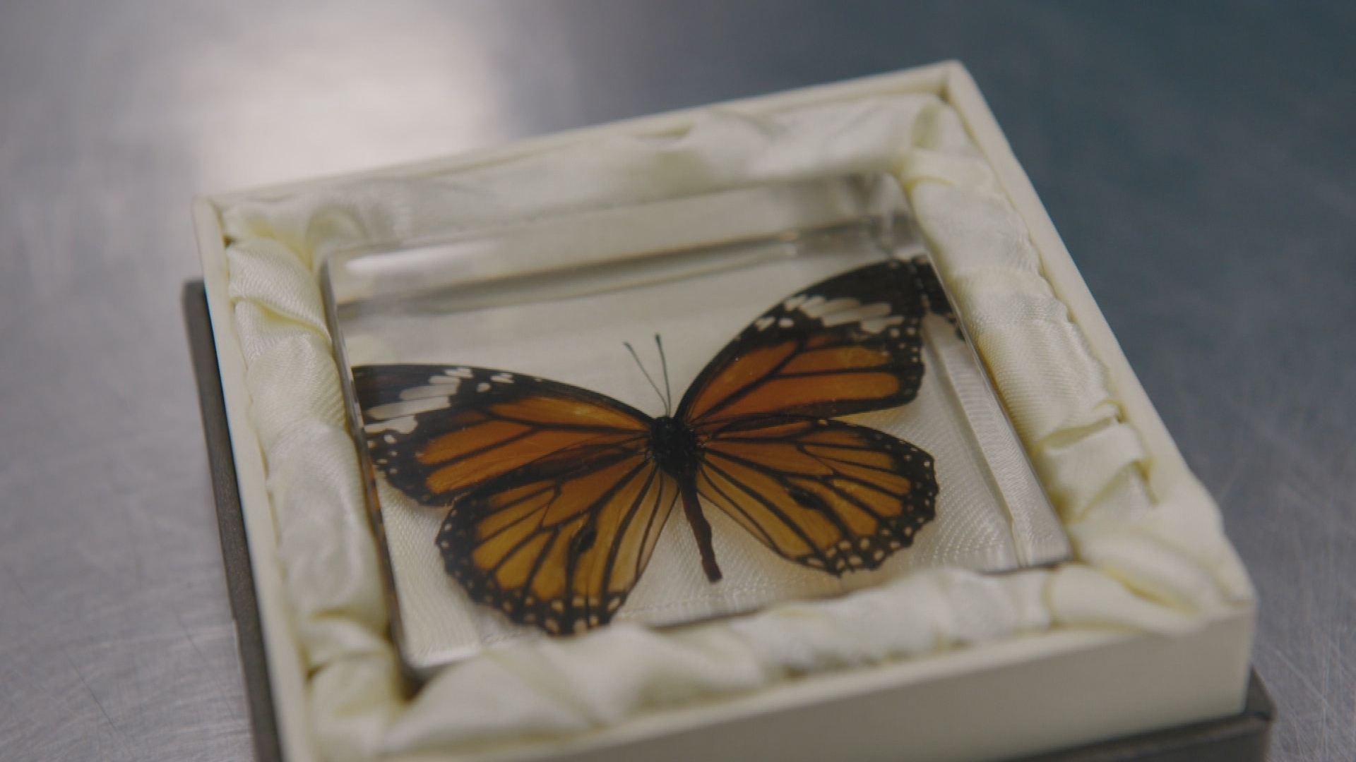 Geflügelte Passagiere