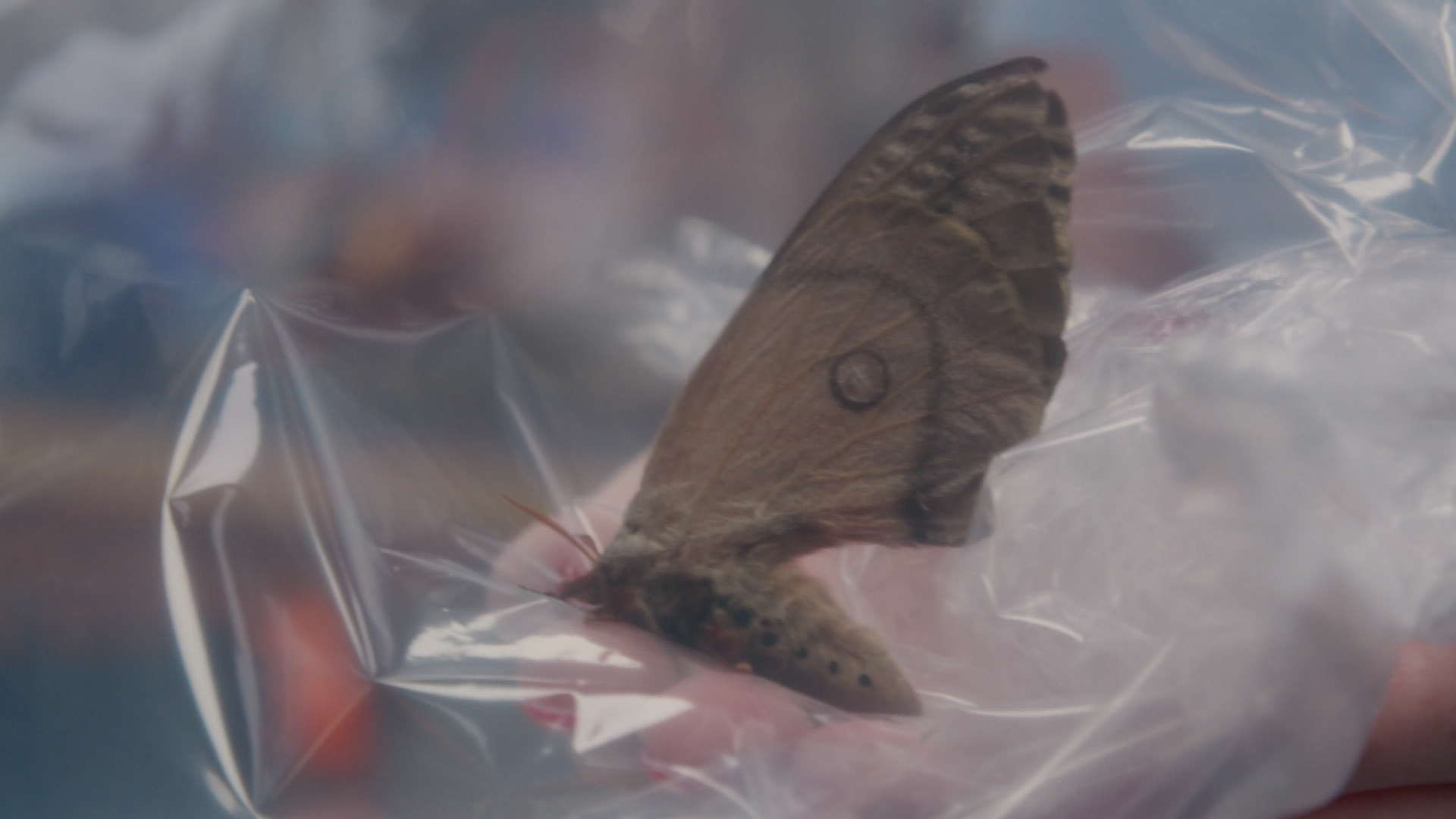 Ein Falter sorgt für Wirbel