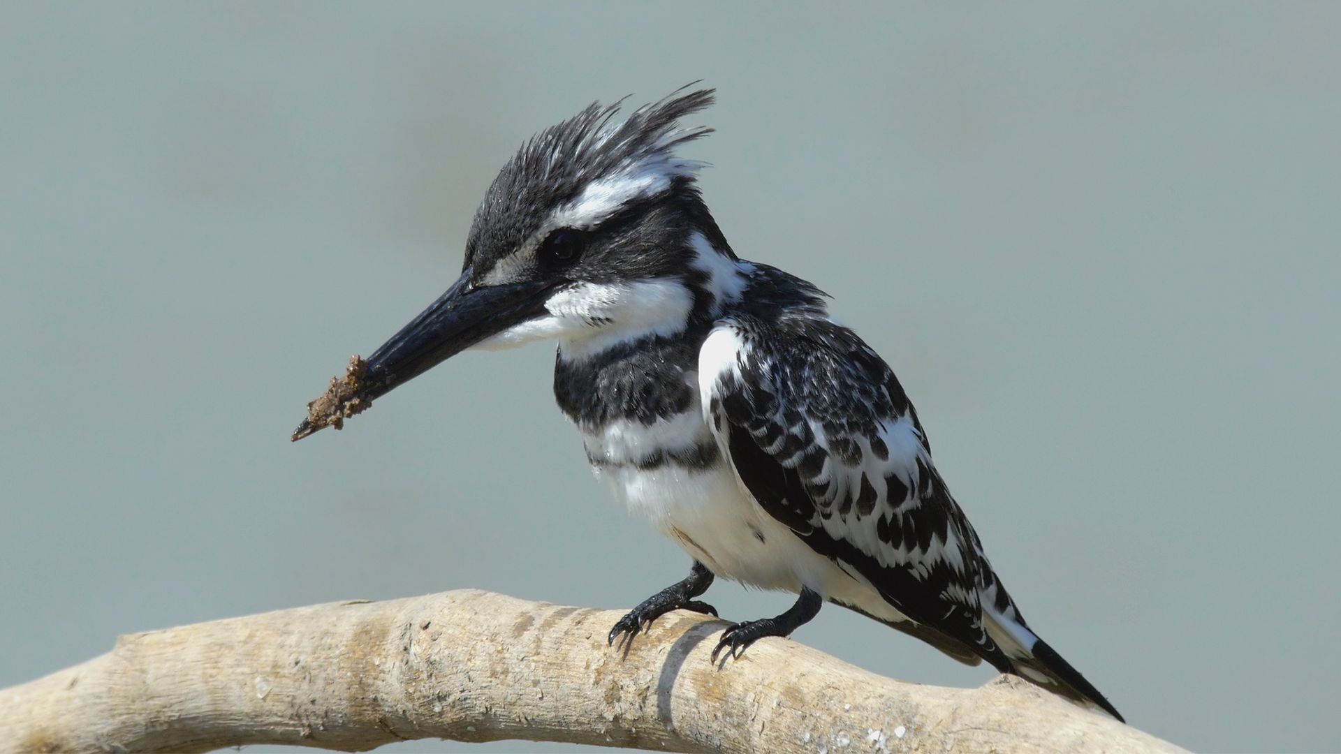 Laos: Die Bergwildnis