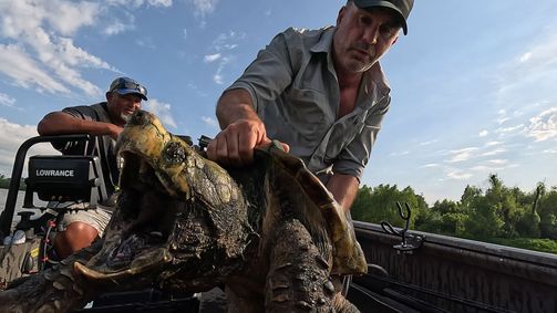 Giganten unter Wasser - Riesenfischen auf der Spur Giganten unter Wasser - Riesenfischen auf der Spur Folge 6: Urzeitmonster in Not