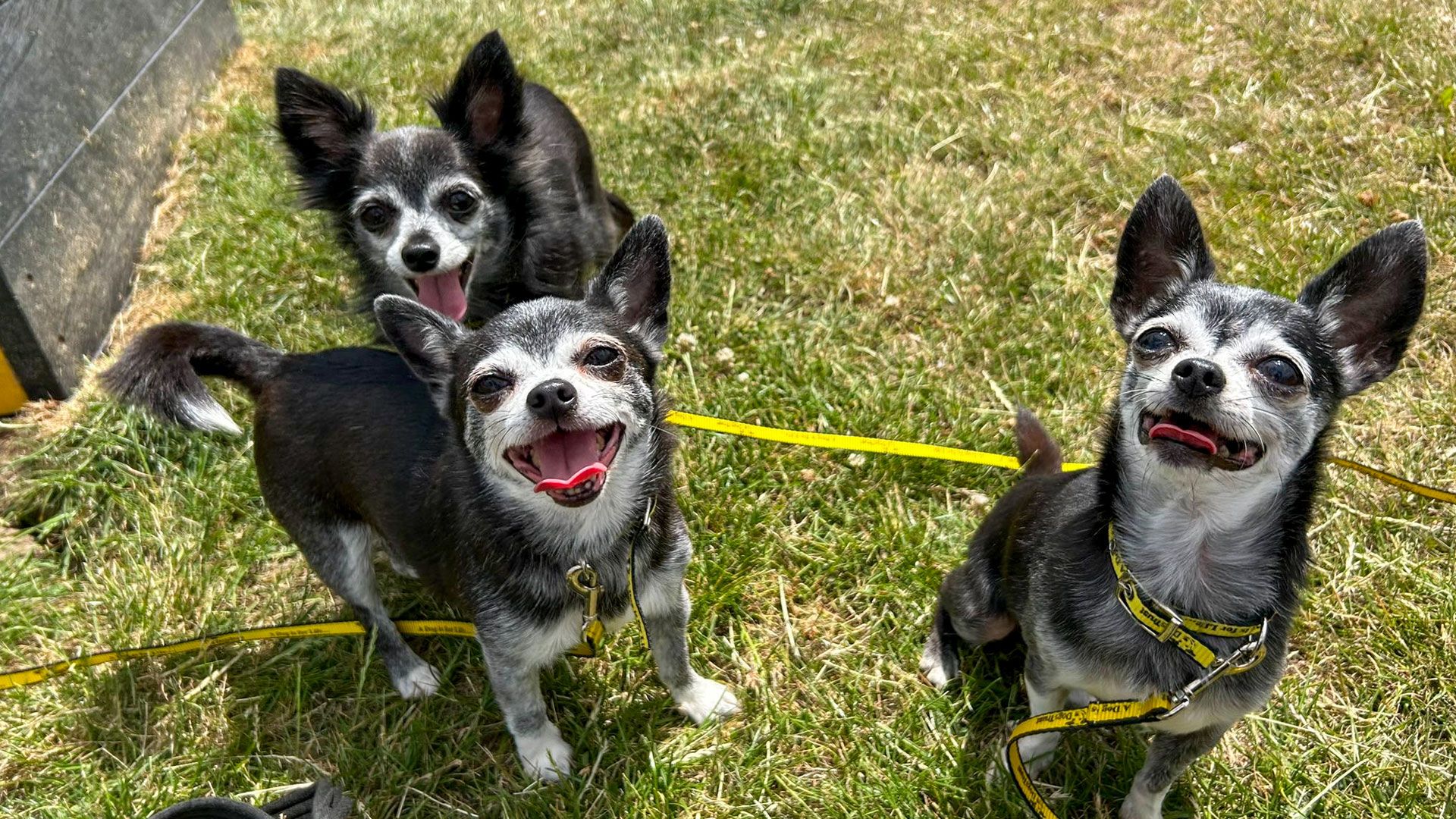 Kleine Hunde, großes Glück