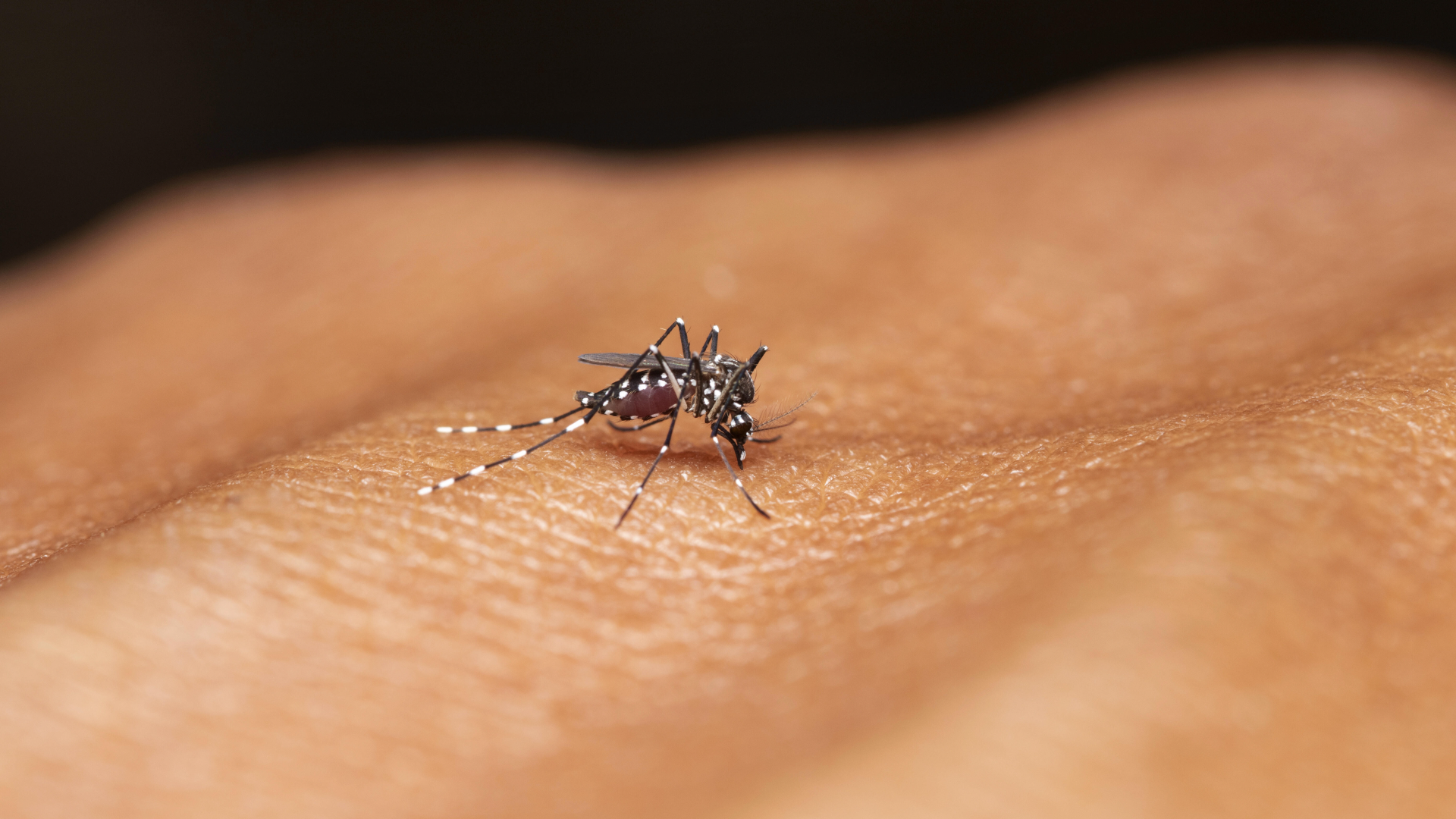 Drittes Todesopfer nach Malaria-Infektion