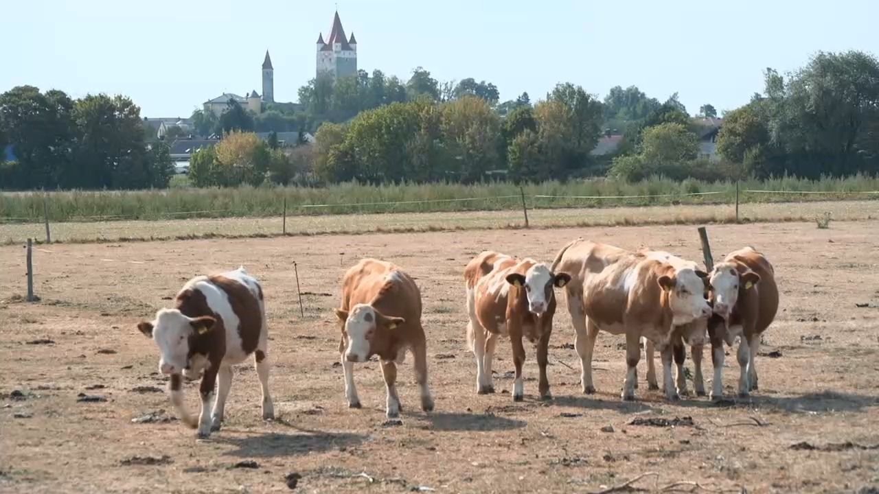 Dürre in Bayern: SPD fordert mehr Hilfen für Landwirte