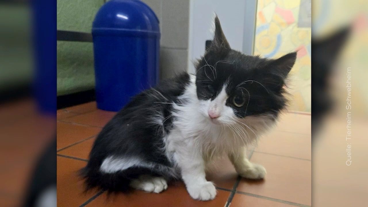 Türkei bis nach Deutschland: Katze reist fünf Tage als blinder Passagier