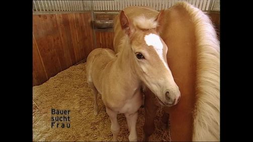 Bauer sucht Frau Bauer sucht Frau - Staffel 2 Folge 11: Bauer sucht Frau - Staffel 2 Folge 11