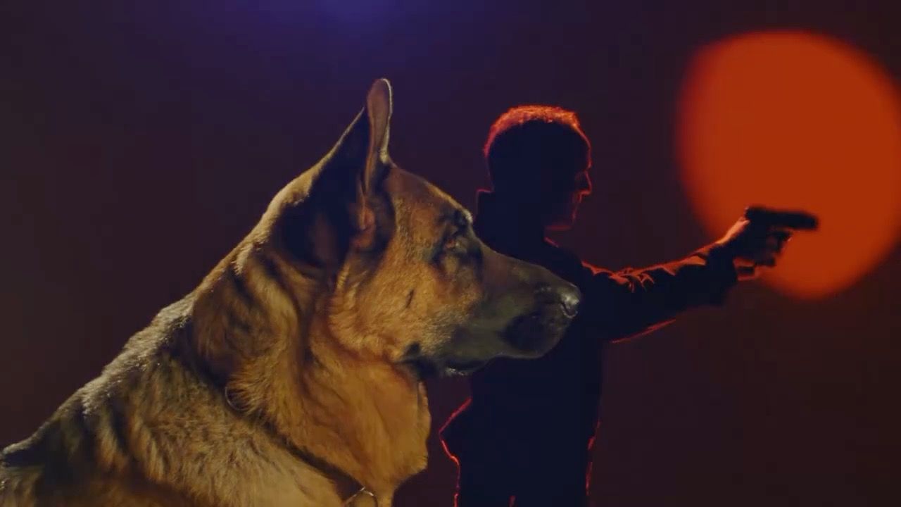 Schule für Filmhunde in Niederbayern: So trainierte „Kommissar Rex“