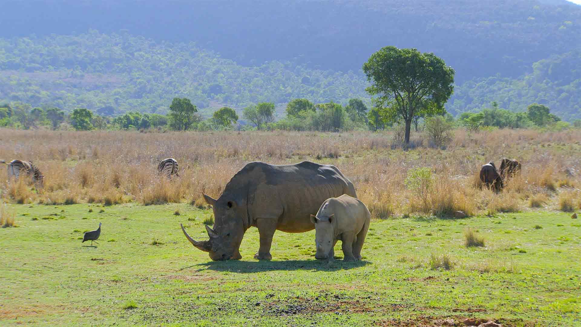 Der Waterberg: Berg des Lebens