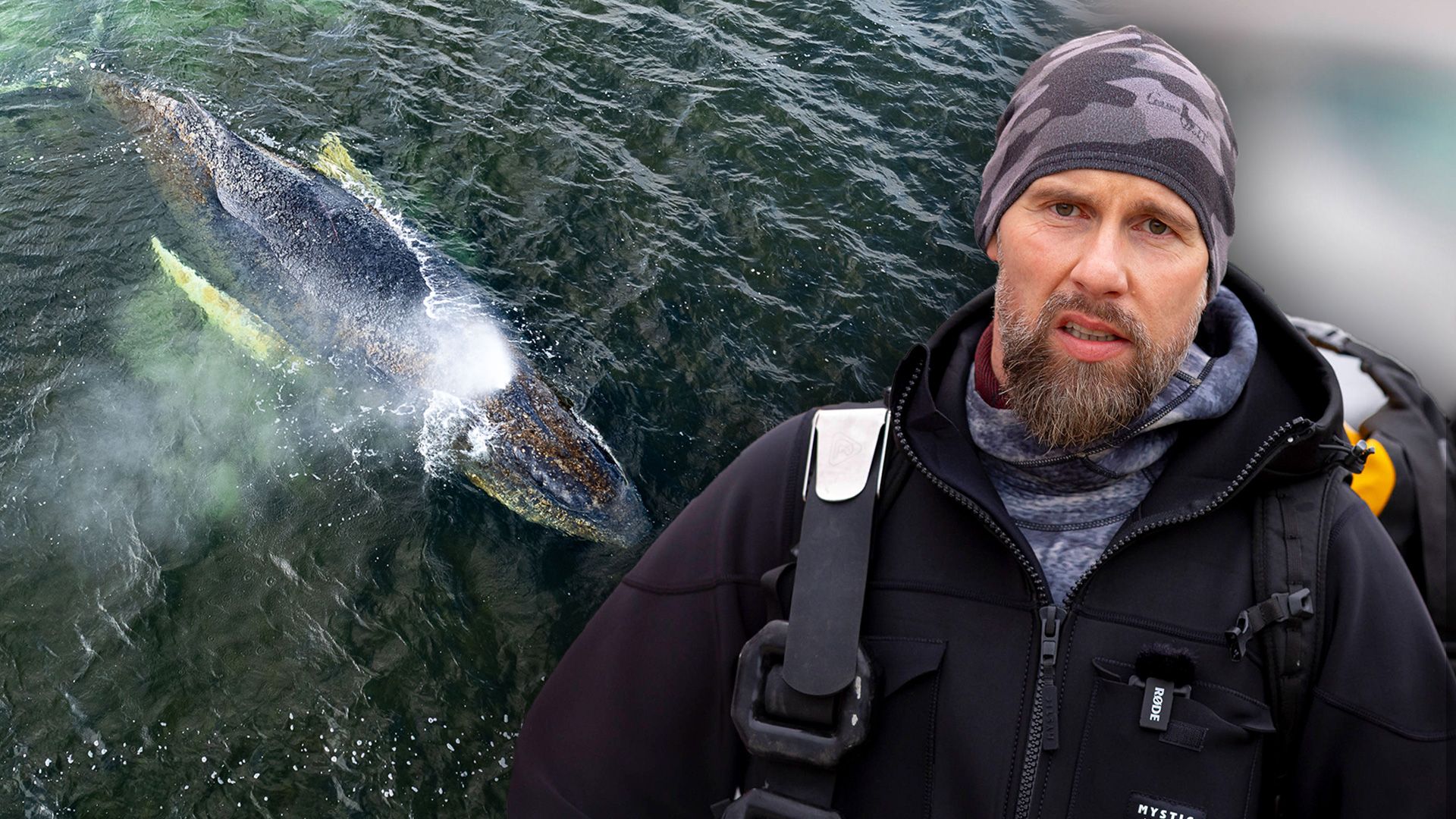 Der große Streit um das Wal-Drama