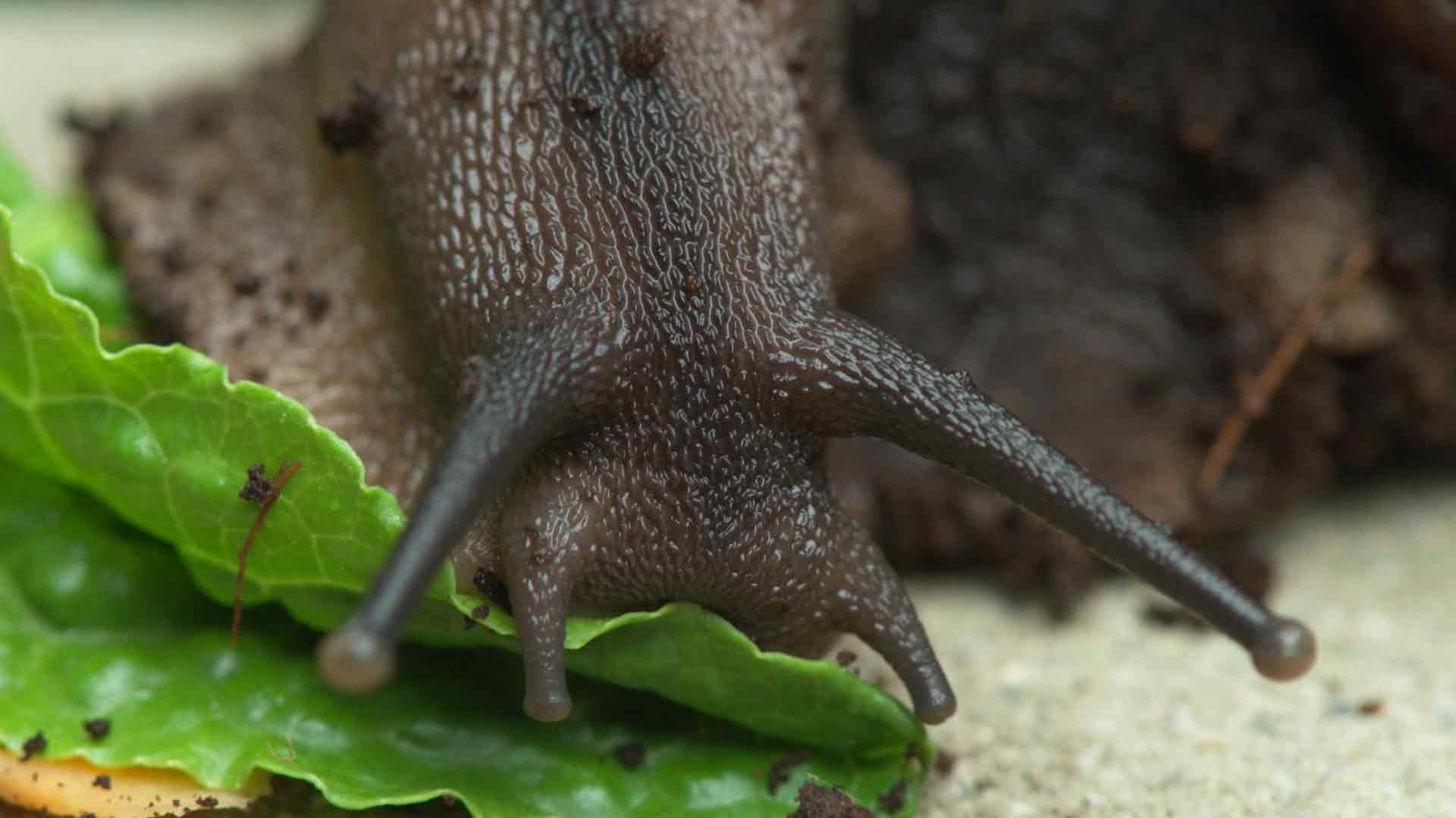 Krabbeltiere