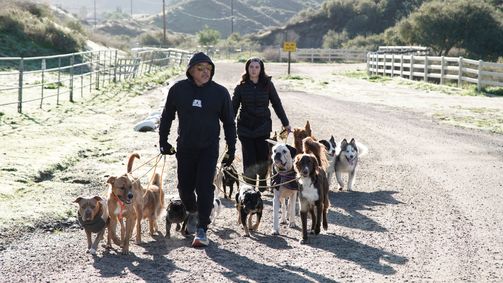 Cesar Millan: Better Human Better Dog - Bessere Menschen, bessere Hunde Cesar Millan: Better Human Better Dog - Bessere Menschen, bessere Hunde Folge 11: Kuriose Tick