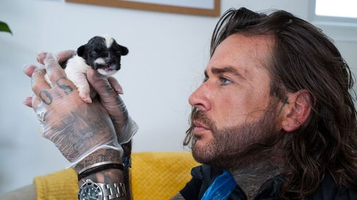 Pete Wicks - Aus Liebe zu Hunden Pete Wicks - Aus Liebe zu Hunden Folge 2: Die Kartoffel-Welpen