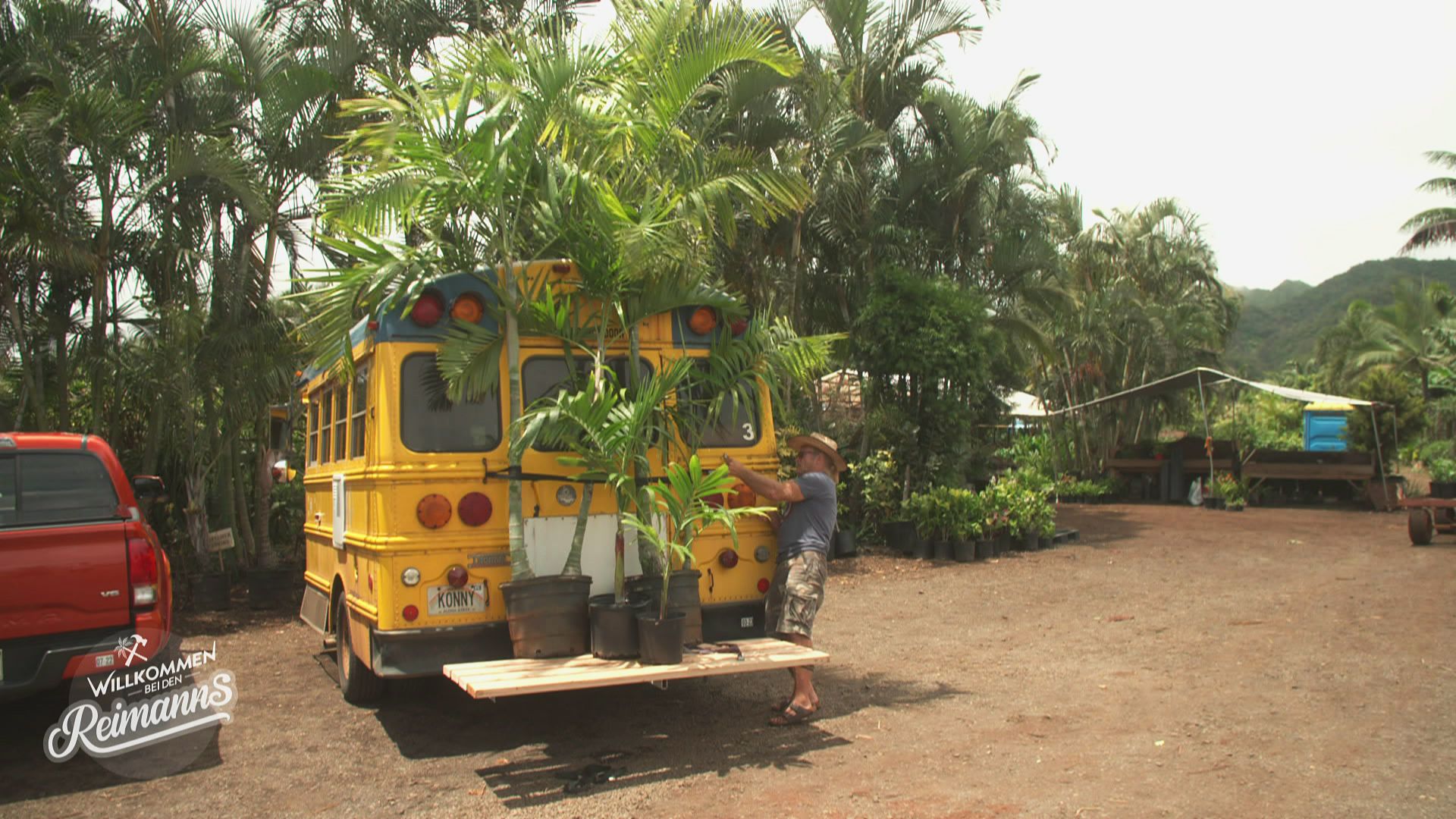 Konnys kuriose Palmentransport-Konstruktion