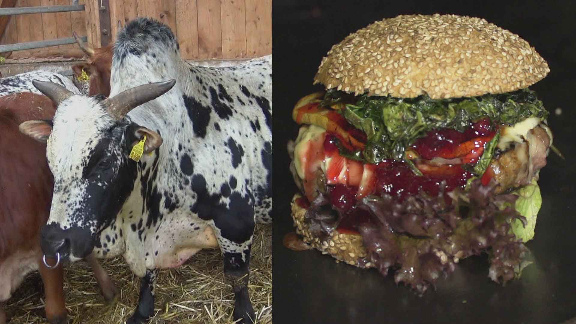 Grill-Trend aus dem Ruhrpott: Burger vom Zwergzebu-Rind