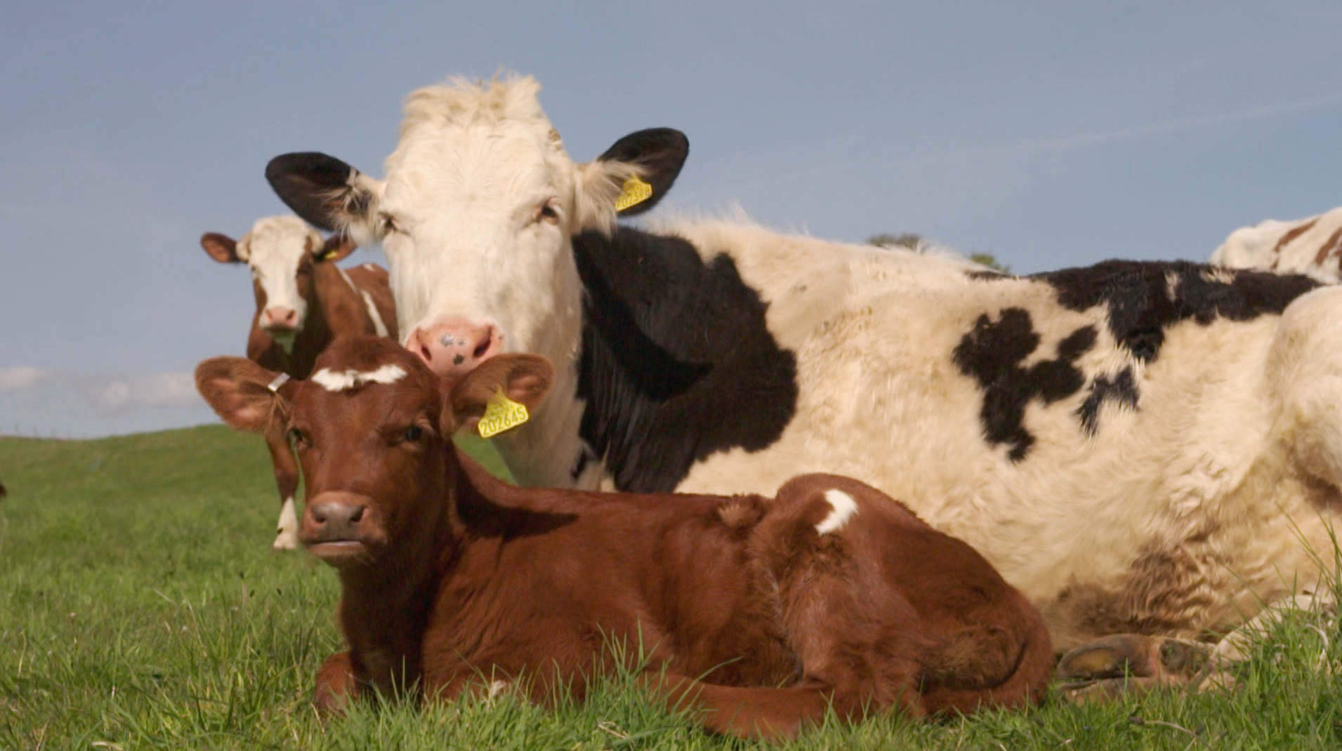 Milch ohne Tierleid? Diese Farm hat den Code geknackt!