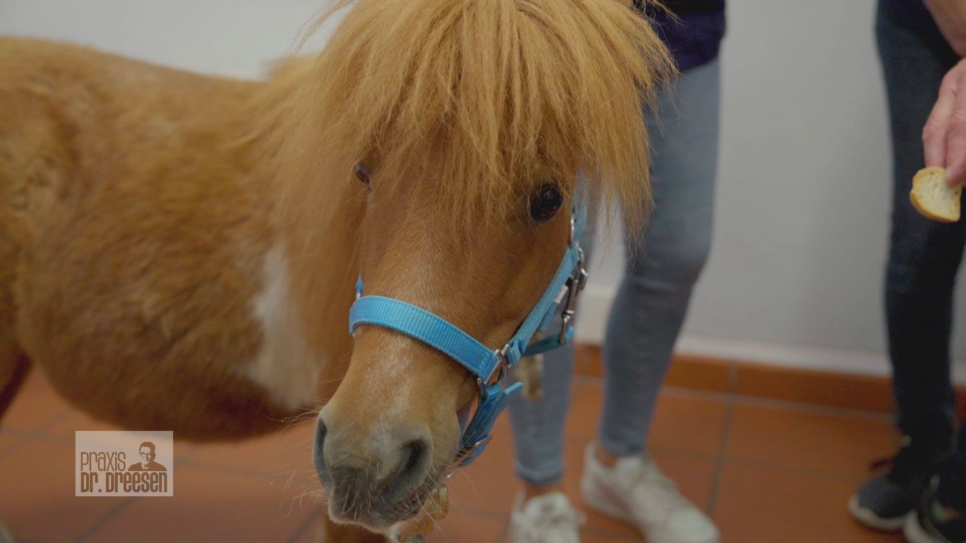 Endoskopie bei Pony Willi