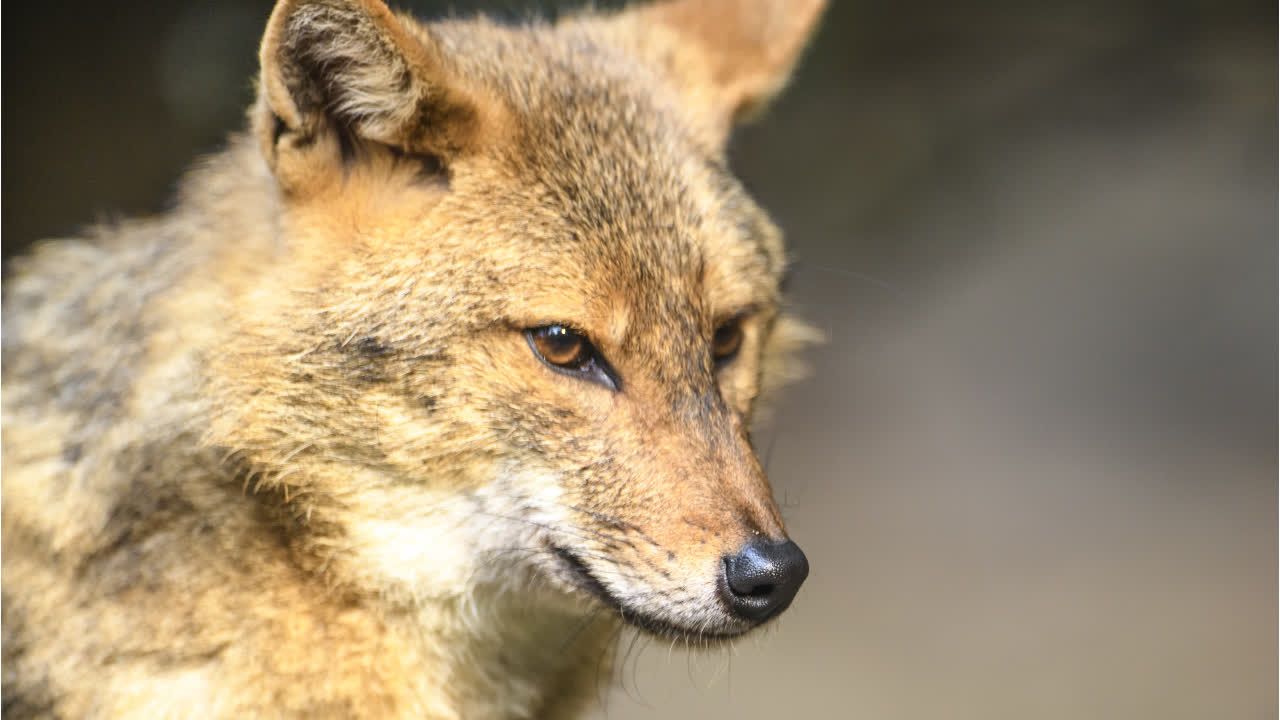 Wildtierforschung: Goldschakale kommen in deutsche Städte