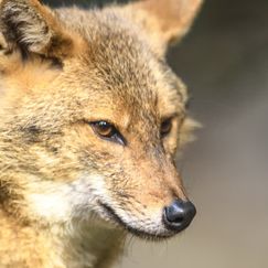 Wildtierforschung: Goldschakale kommen in deutsche Städte