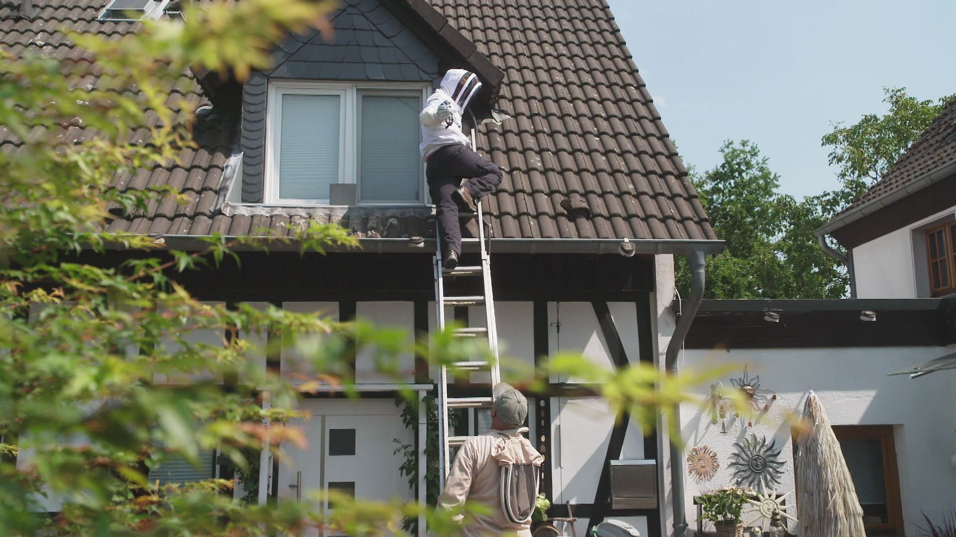 Die Hornissenjäger: Reporter Harro im Einsatz gegen aggressive Eindringlinge