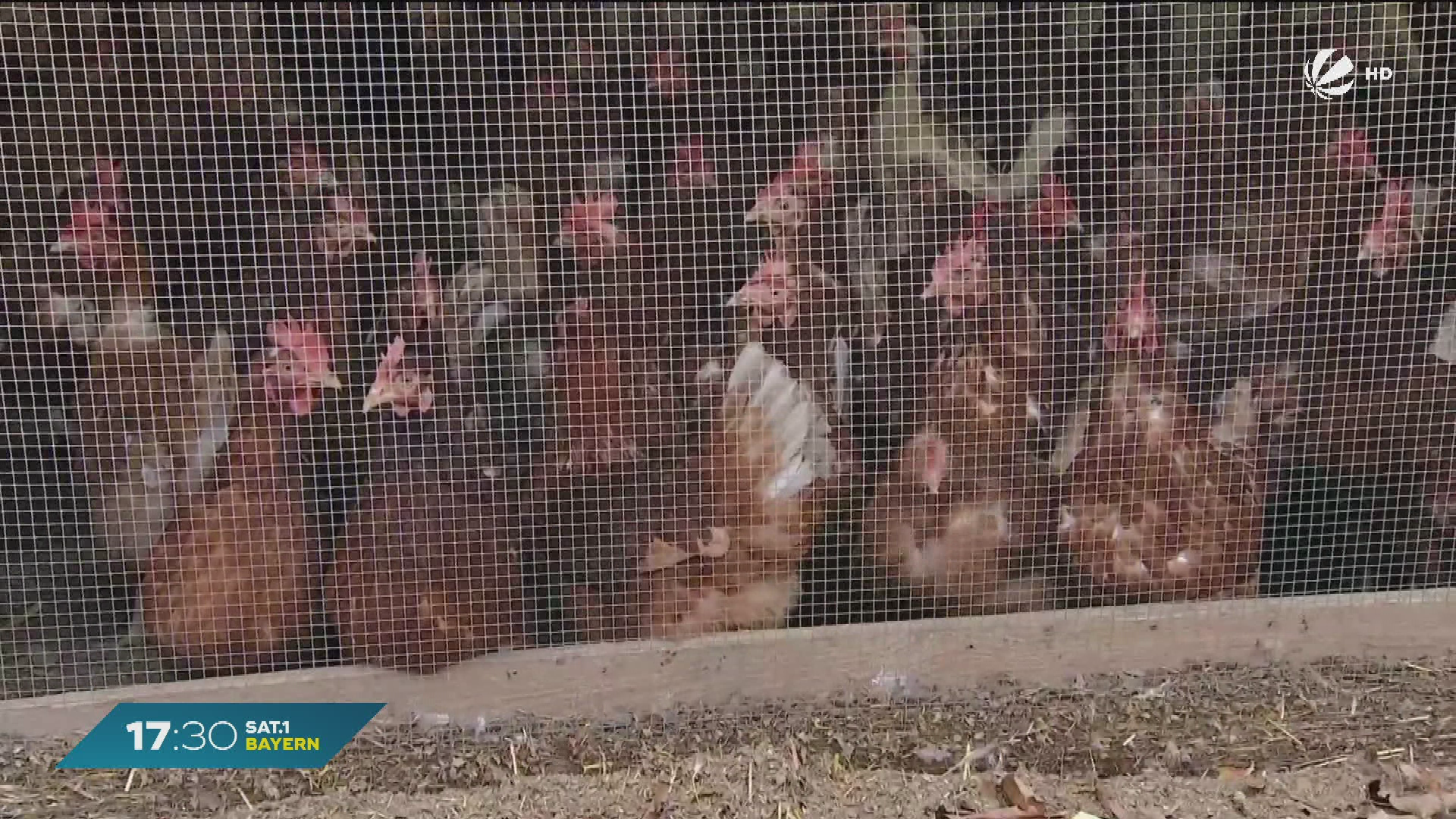 Vogelgrippe in Niederbayern: Stallpflicht nach Ausbruch in Geiselhöring