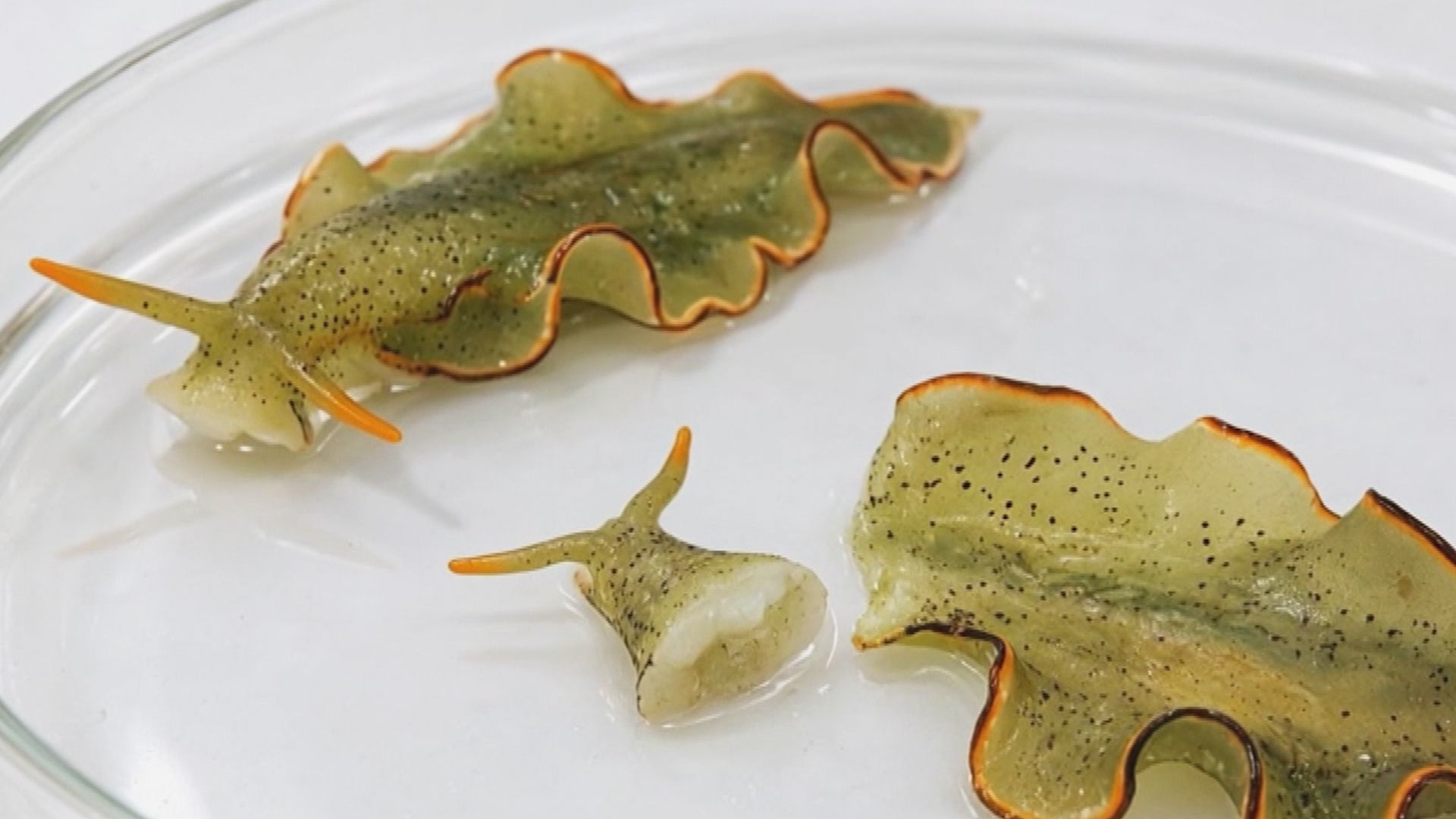 Crazy Nature: Die kopflose Schnecke