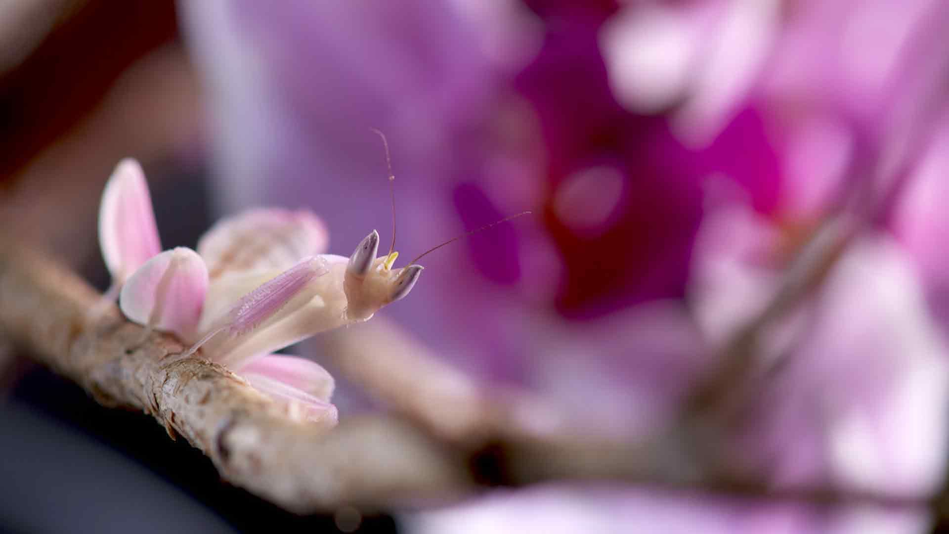Insektenfresser