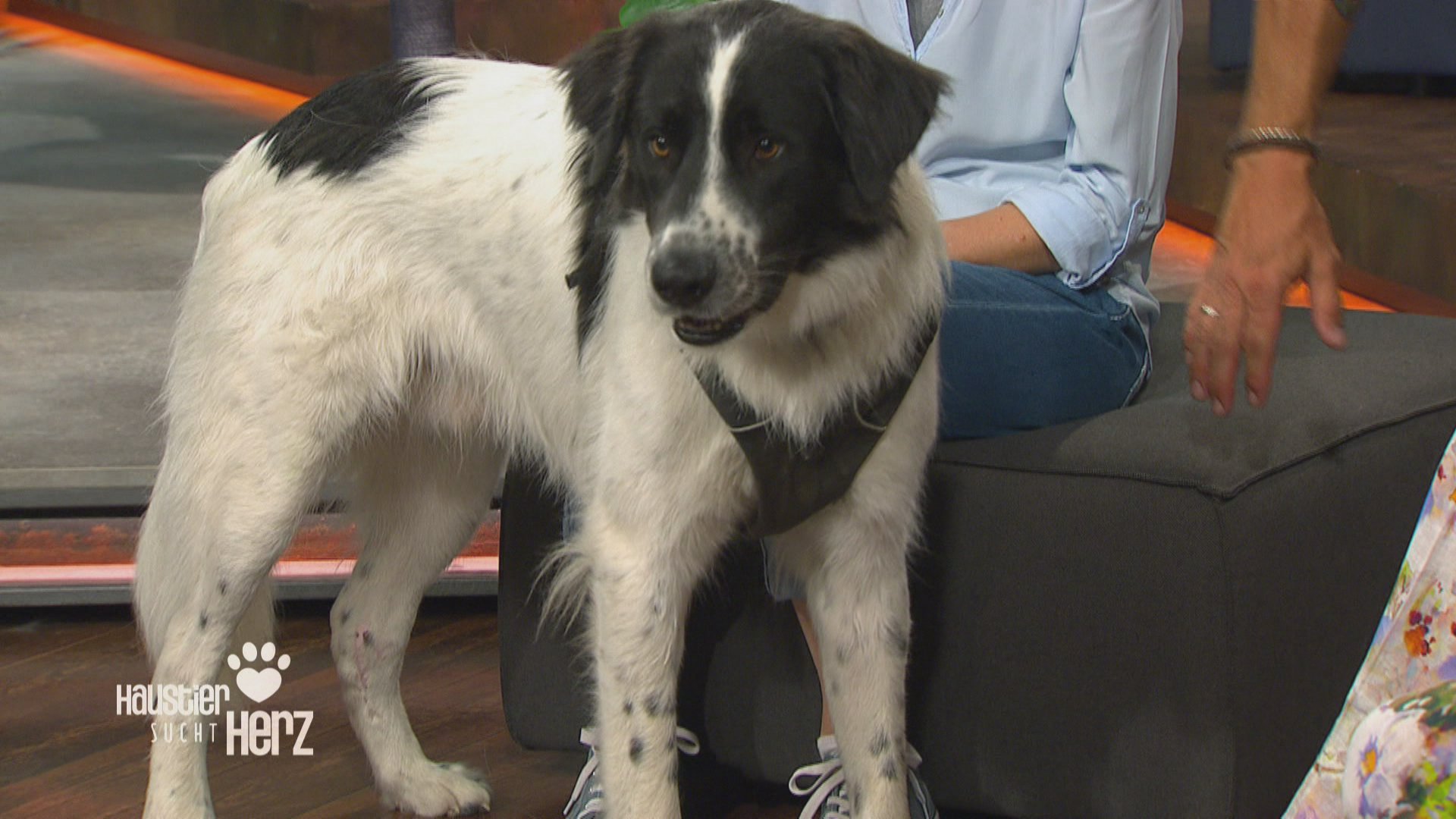 Ein starker Prachtkerl: Mischling Marley 