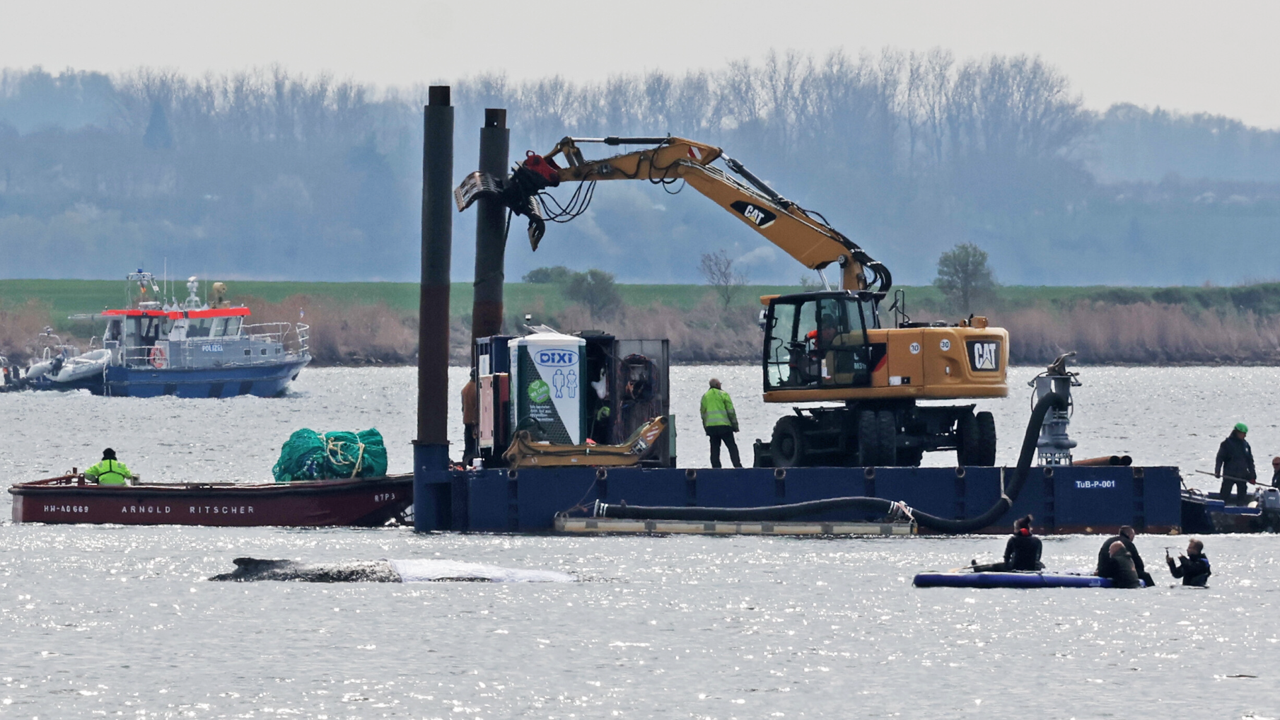 Weiter Bangen um gestrandeten Wal